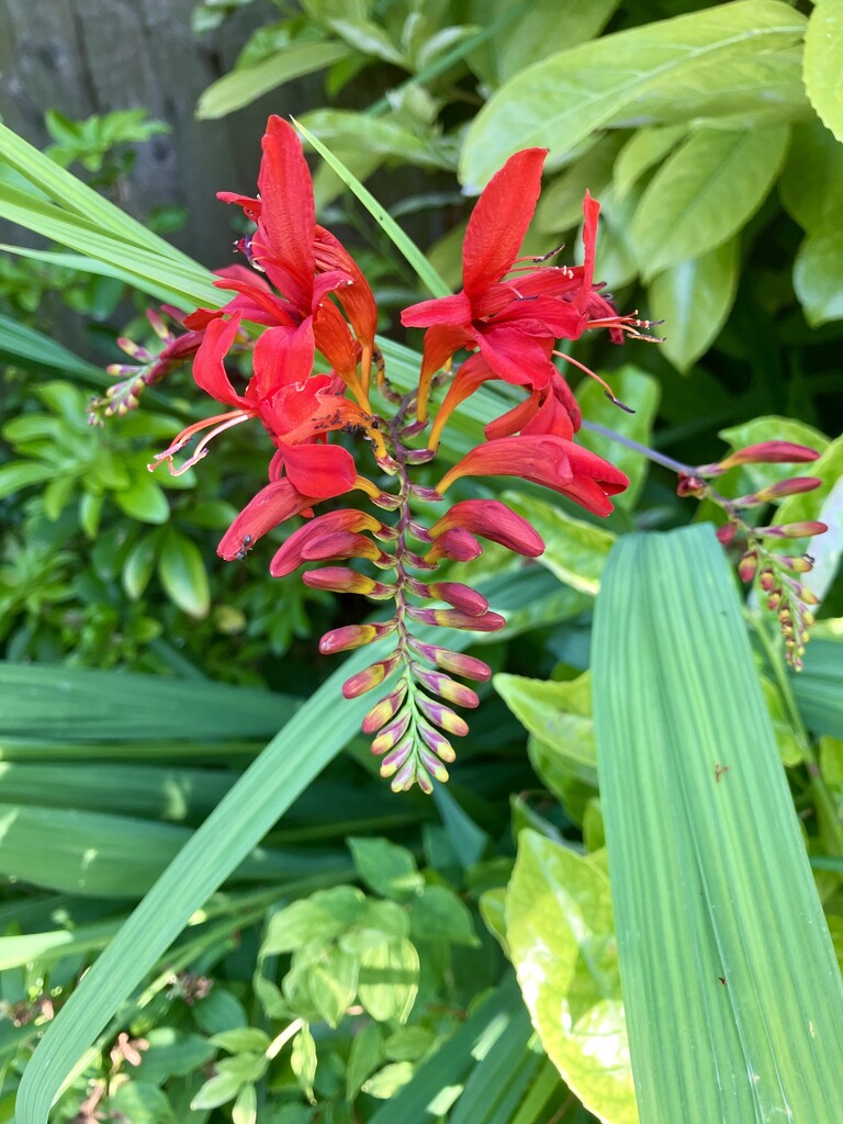 Crocosmia by foxes37