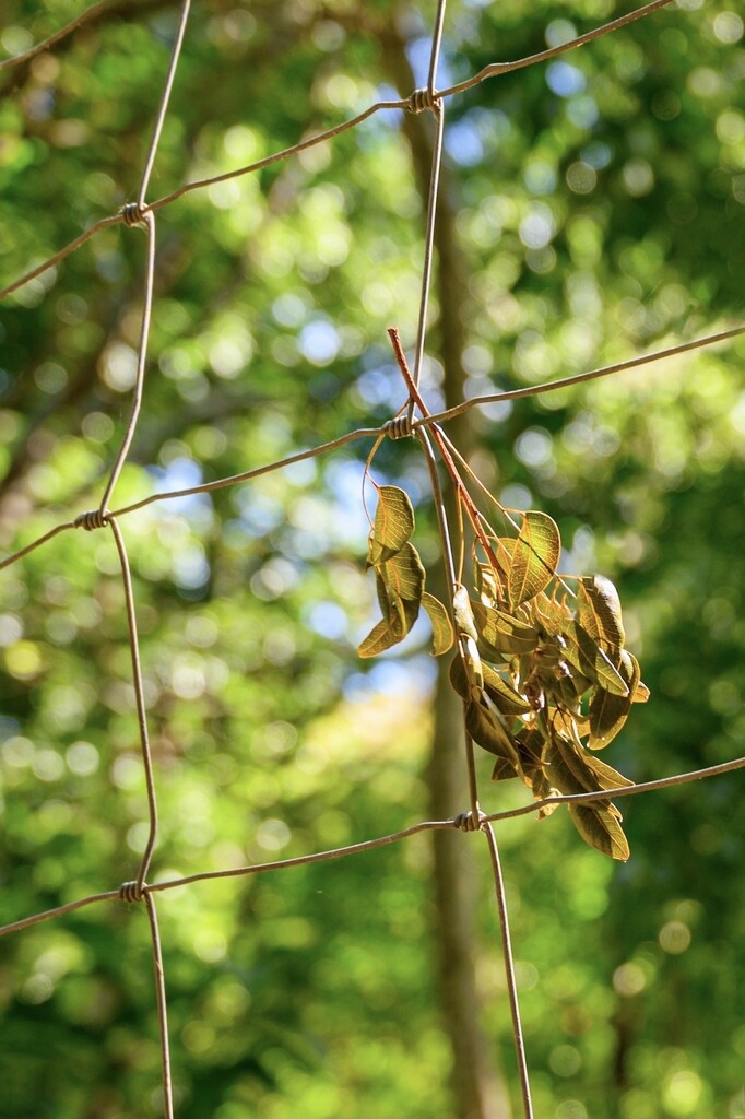 Caught by the Fence by cocokinetic