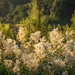 Evening light