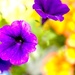 Petunias 