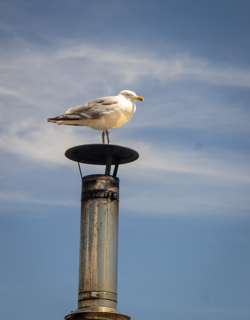 Seagull by swillinbillyflynn