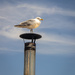 Seagull
