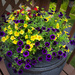 Deck Flowers by pej76