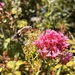 Hummingbird hawk-moth