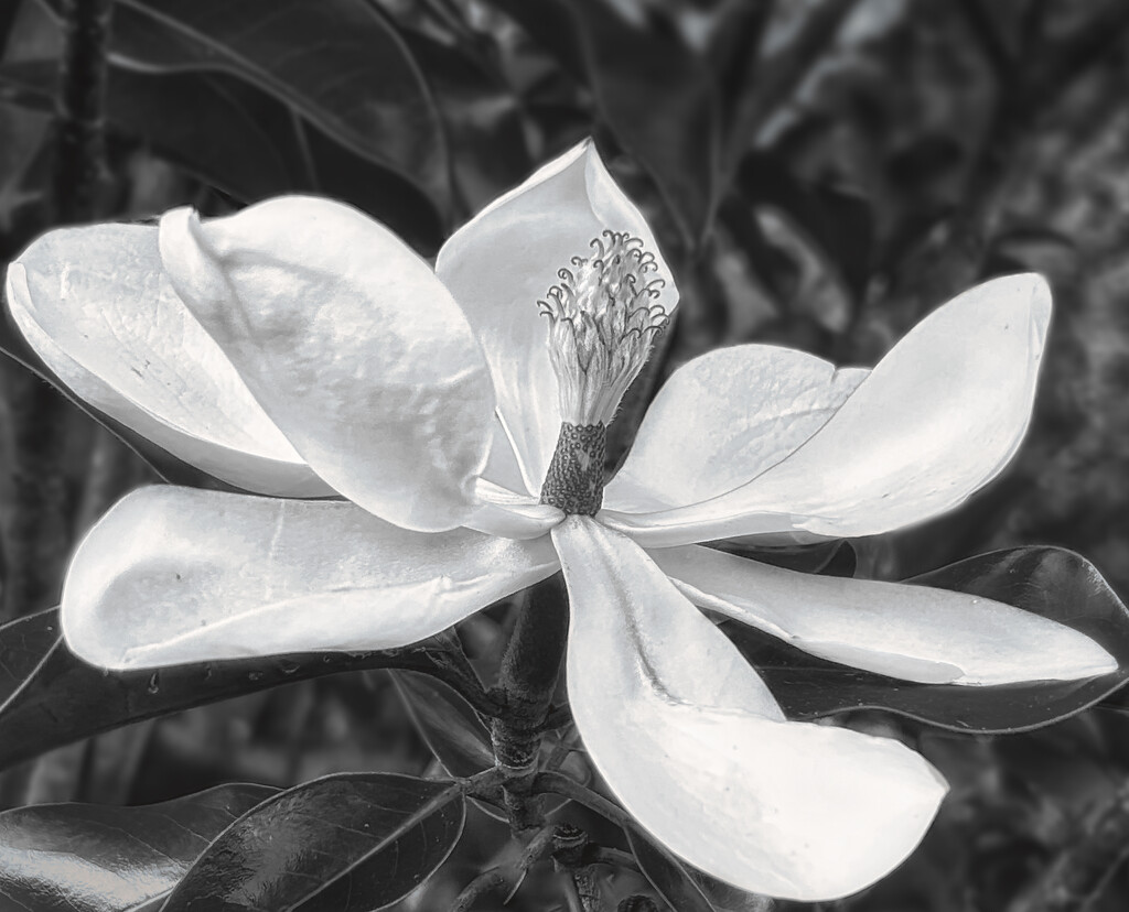 In the style of Imogen Cunningham by marylandgirl58