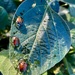 Whilst taking the photo of the bean field I looked closer 
