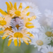 daisy dreaming