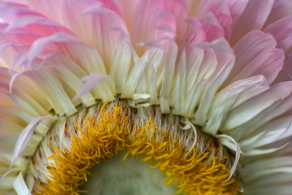 Paper Daisy by jeneurell