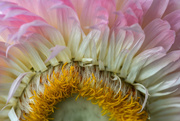 13th Jul 2025 - Paper Daisy