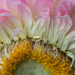 Paper Daisy