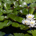 Lily Flowers by pdulis