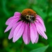 the coneflower and the bee by mdaskin