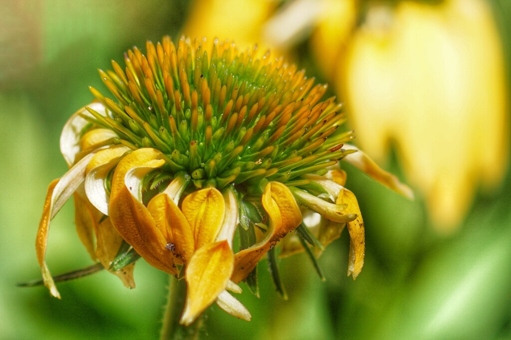 coneflower wabi-sabi by amyk