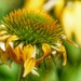 coneflower wabi-sabi