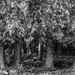 Cedar Grrove