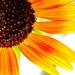 Garden Color by lynnz