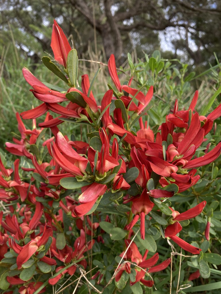 Ribbon Pea by narayani