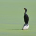 Cormorant On Scummy Pond...