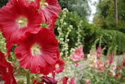 13th Jul 2025 - the line-up of hollyhocks