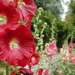 the line-up of hollyhocks