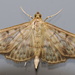 A dull, boring moth
