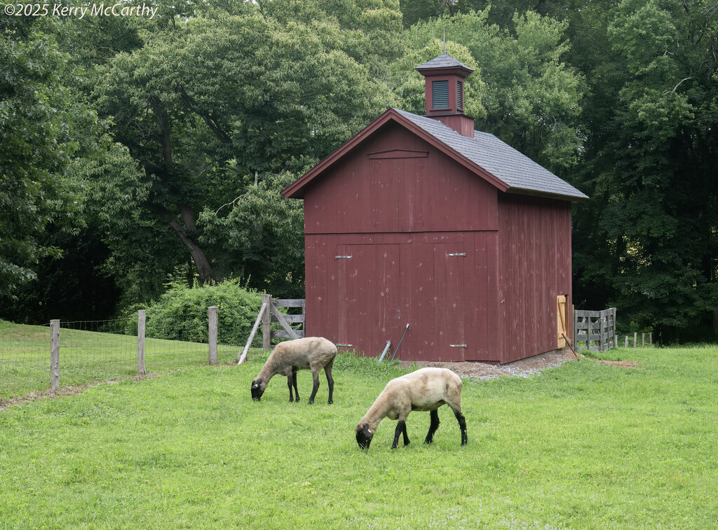 The sheep have arrived by mccarth1