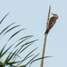 Woodpecker