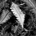 Healthy ferns...