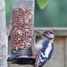 Greater Spotted Woodpecker