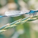 Common Blue Damselfly