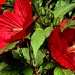 Hibiscus First Blooms