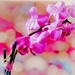Moth Orchid