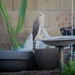 Alice paid my yard another visit!