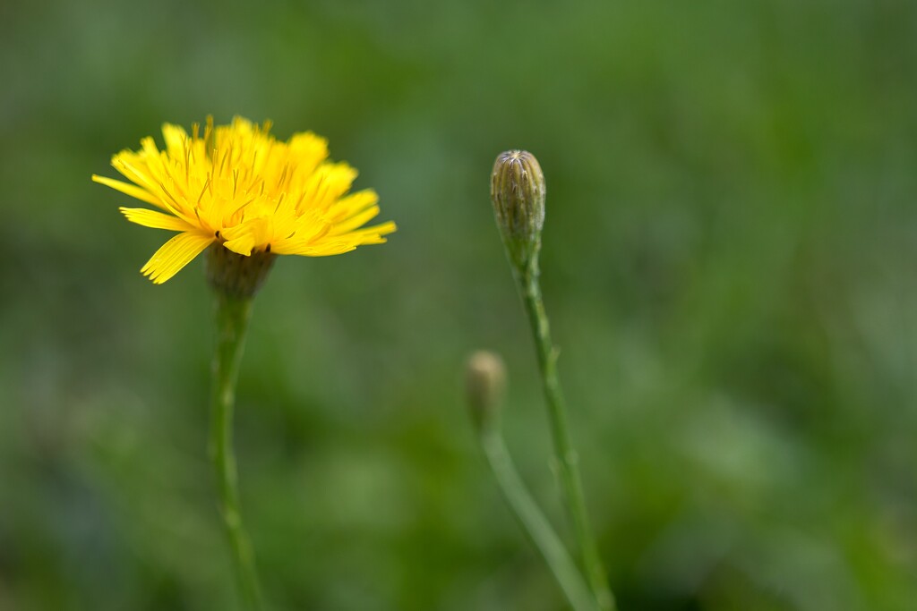 Autumn hawkbit by okvalle