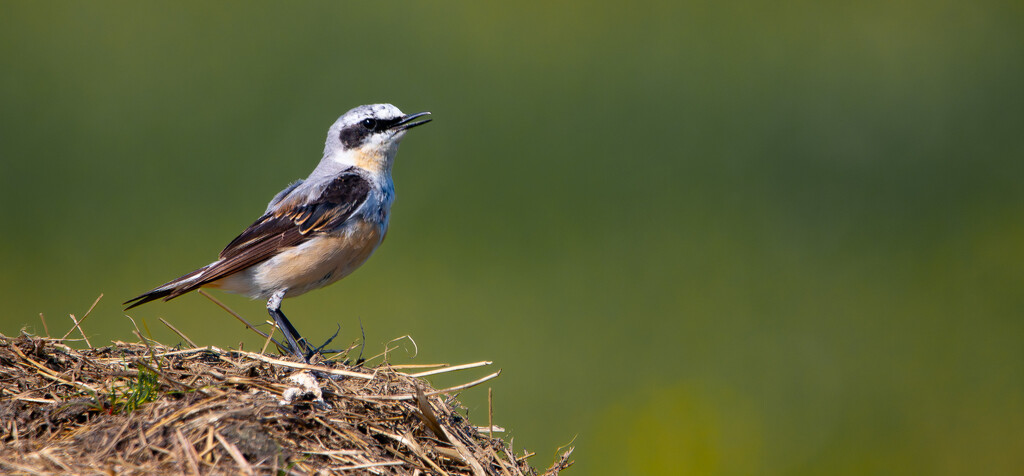 Wheatear by lifeat60degrees