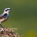 Wheatear