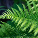 Ferns