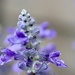 Purple Love
