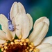 Japanese Spider Beetle