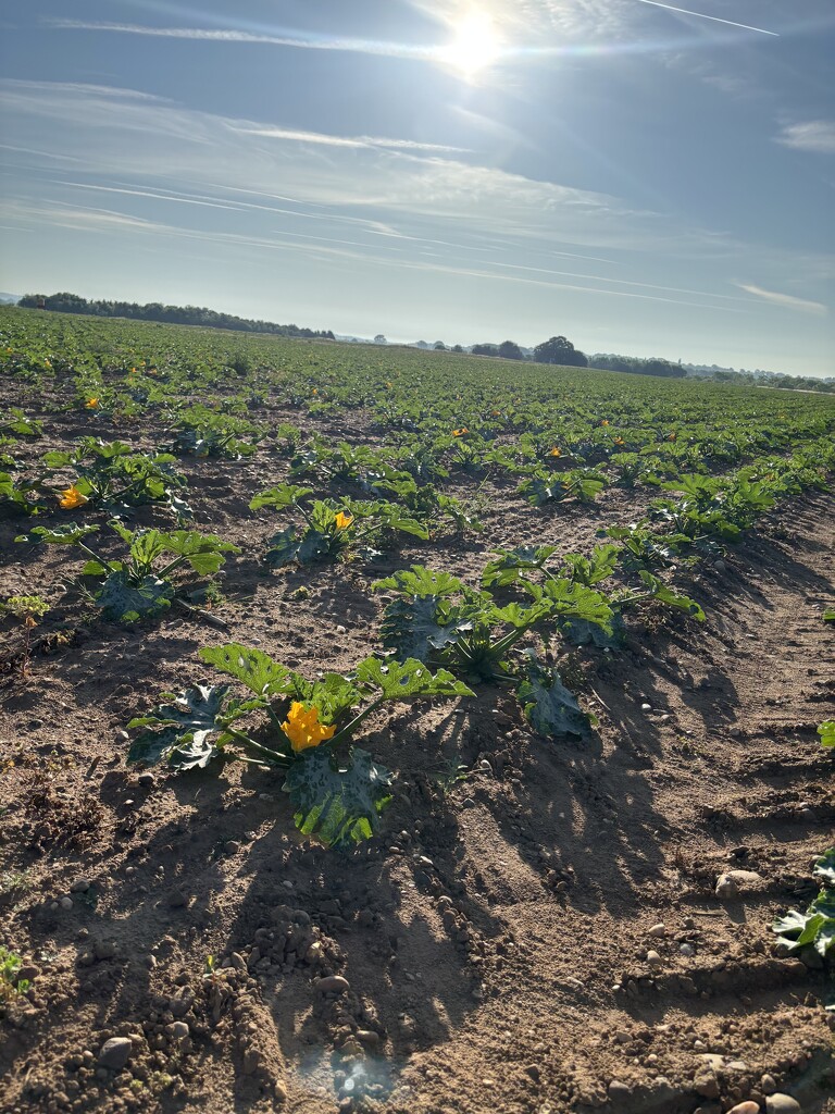 Hello Courgettes!  by alliw