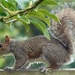 Squirrel 