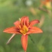 Tiger Daylily