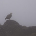 Juvenile in Fog