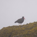 Oyster Catcher
