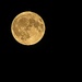 Simplicity Moon