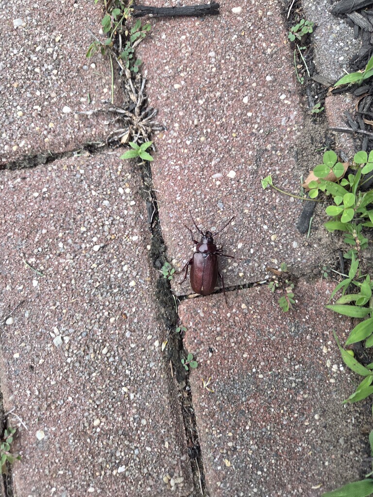 Beetle  by abby452