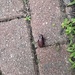 Beetle 