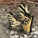 Eastern Tiger Swallowtail by frantackaberry