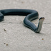 Florida “Black Racer” snake
