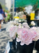 13th Jul 2025 - Peonies